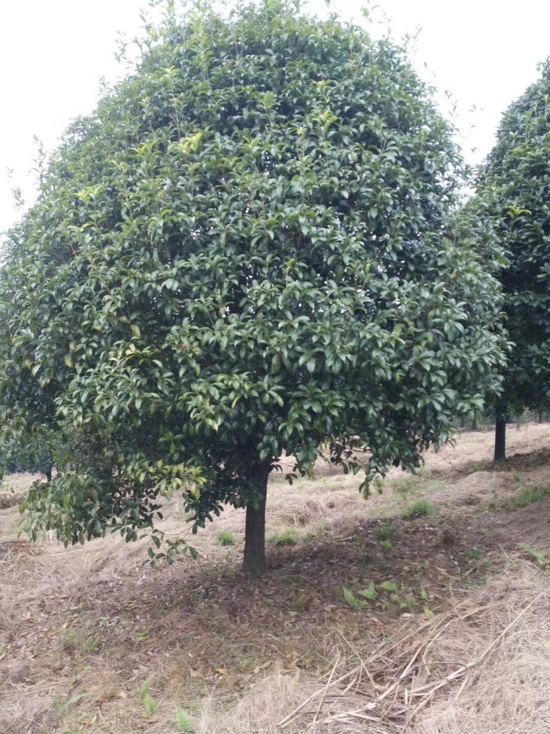 产地直售米径20公分桂花