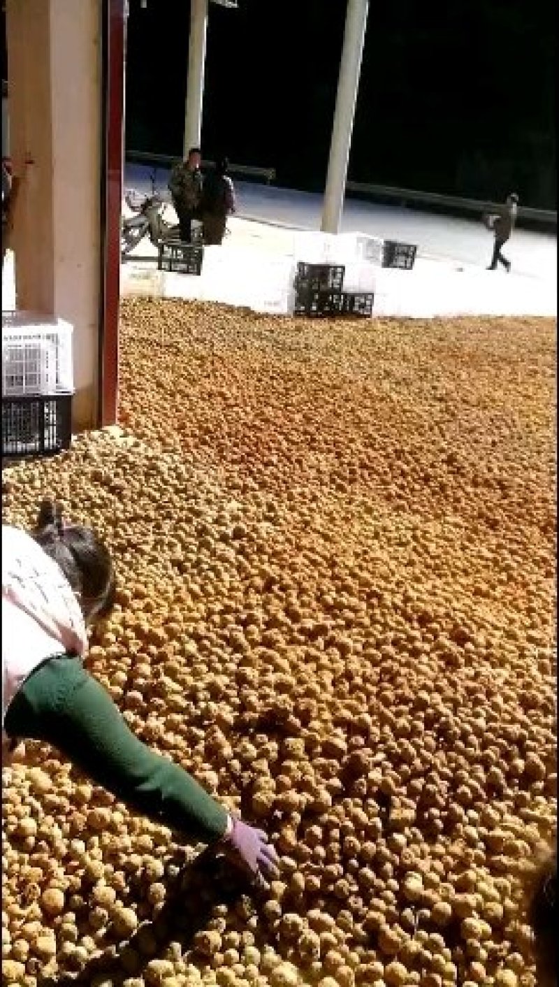 高品质一代二代魔芋种，全国供应中，欢迎实地考察