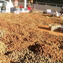 高品质一代二代魔芋种，全国供应中，欢迎实地考察