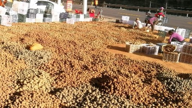 高品质一代二代魔芋种，全国供应中，欢迎实地考察
