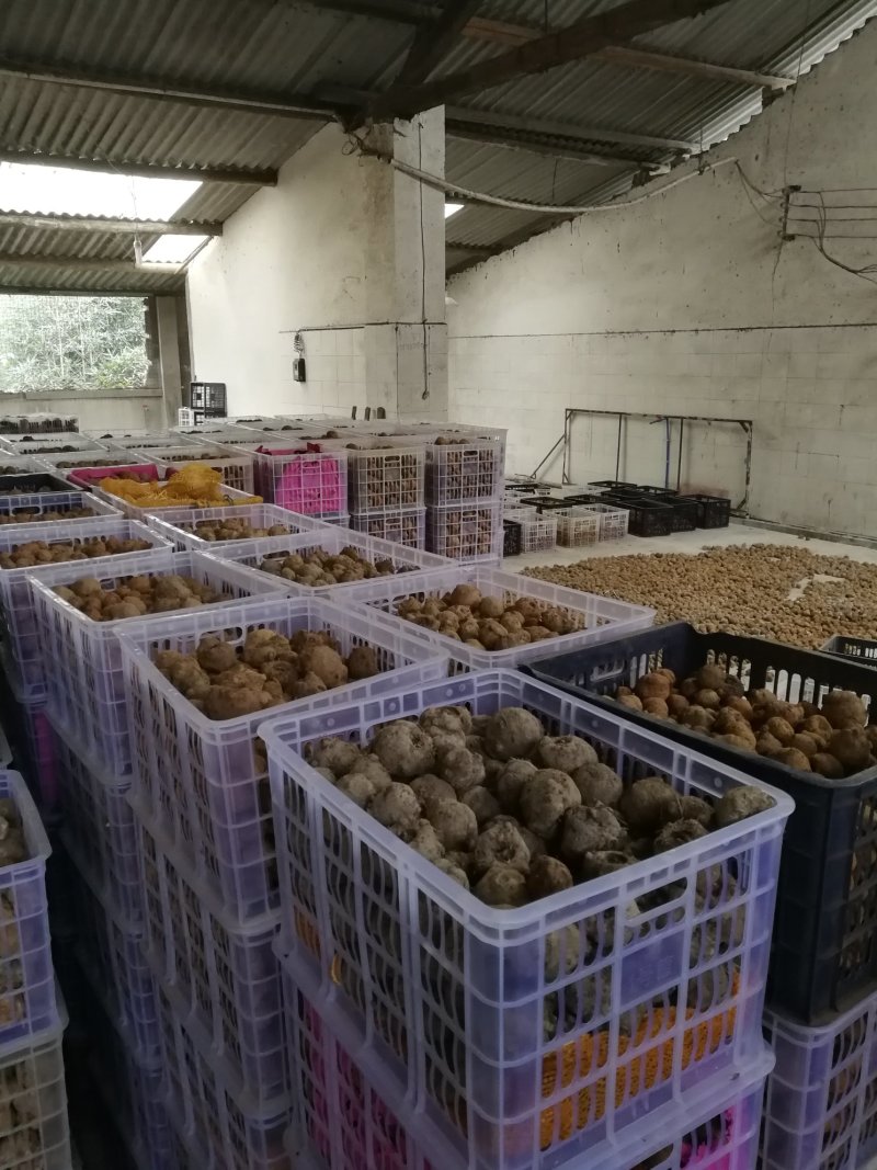 高品质一代二代魔芋种，全国供应中，欢迎实地考察
