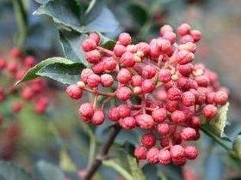 大红袍花椒苗基地直销品质保证嫁接苗包成活