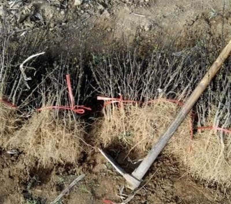 大红袍花椒苗基地直销品质保证嫁接苗包成活