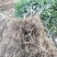 大红袍花椒苗基地直销品质保证嫁接苗包成活