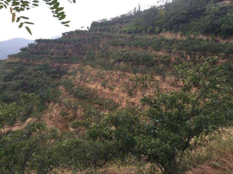 大红袍花椒苗基地直销品质保证嫁接苗包成活