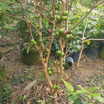 四季早生树葡萄苗