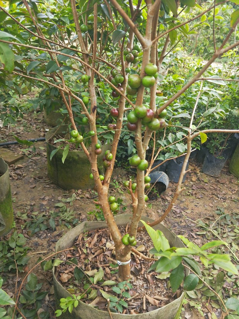 四季早生树葡萄苗