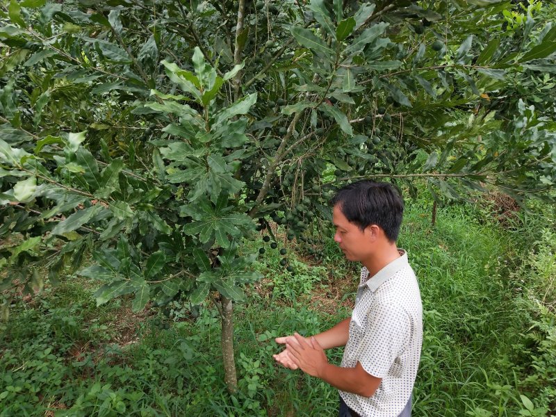坚果树苗澳洲坚果苗夏威夷果苗杯苗100棵起批