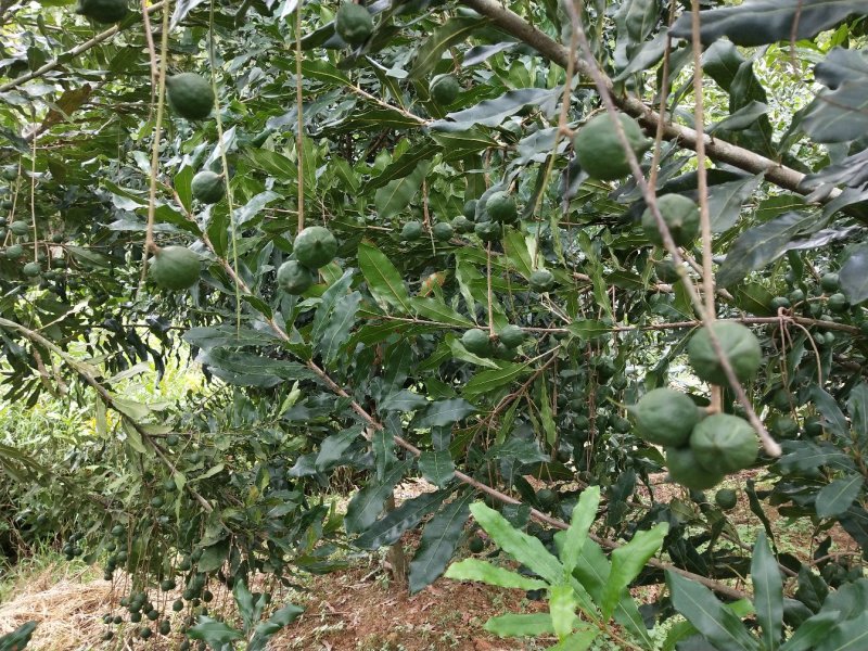 坚果树苗澳洲坚果苗夏威夷果苗杯苗100棵起批