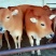 肉牛200斤肉牛犊多少钱一斤