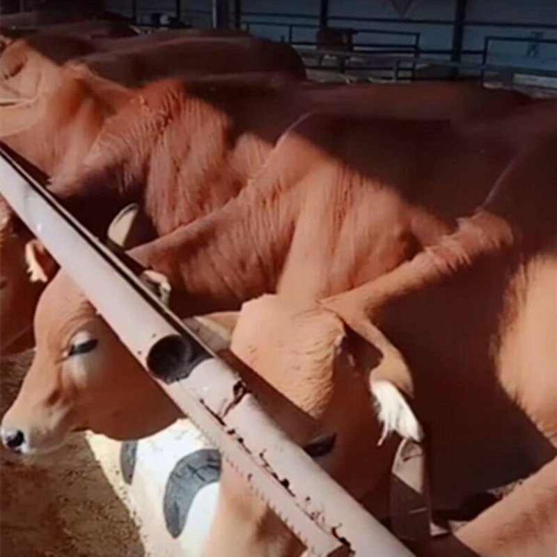 肉牛200斤肉牛犊多少钱一斤