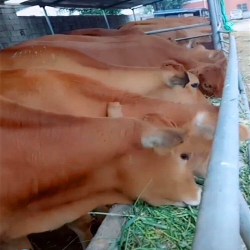 肉牛200斤肉牛犊多少钱一斤