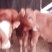 肉牛200斤肉牛犊多少钱一斤