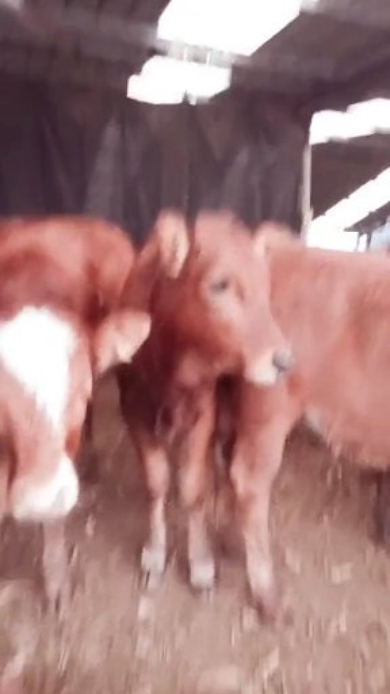 肉牛200斤肉牛犊多少钱一斤