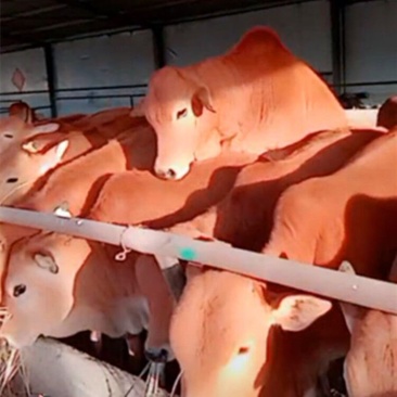 肉牛200斤肉牛犊多少钱一斤