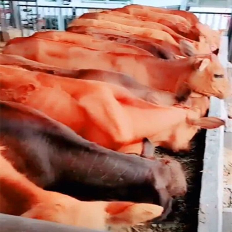 肉牛犊价格肉牛养殖技术