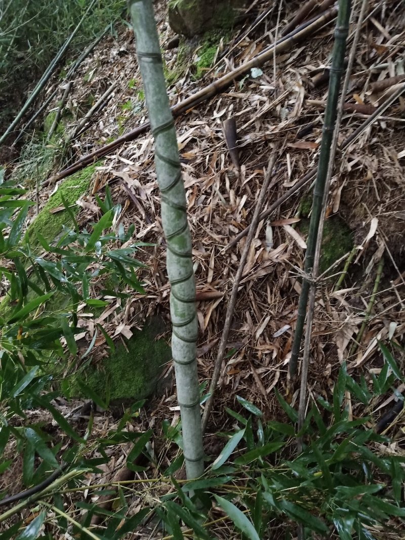 罗汉竹出售