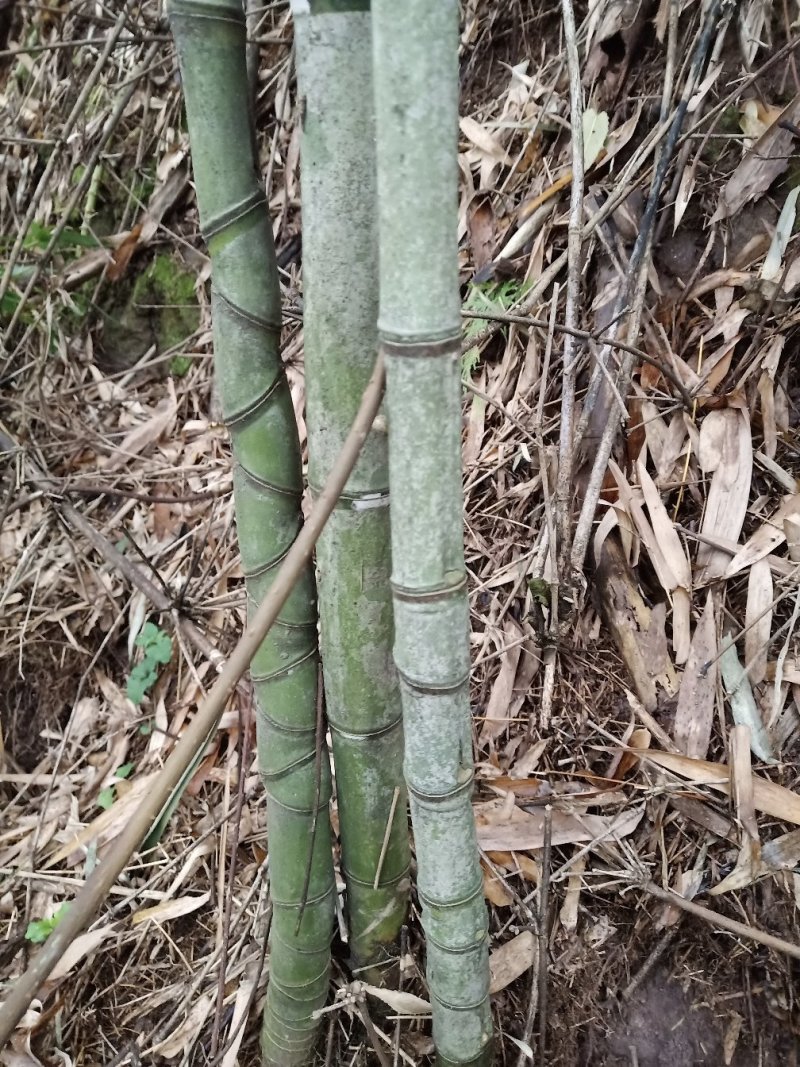 罗汉竹出售