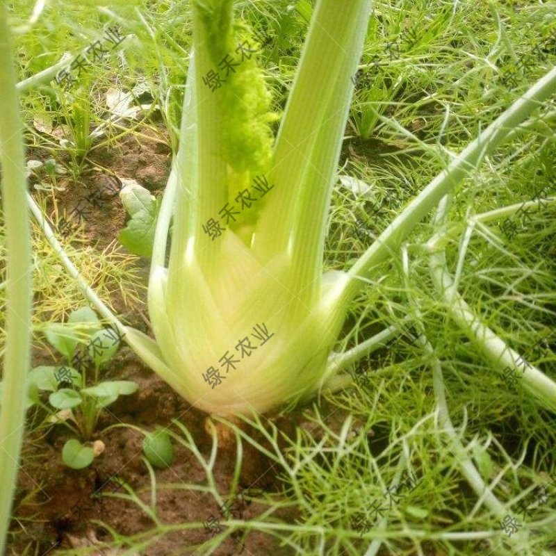 球茎茴香种子意大利茴香口感好品质露地种植
