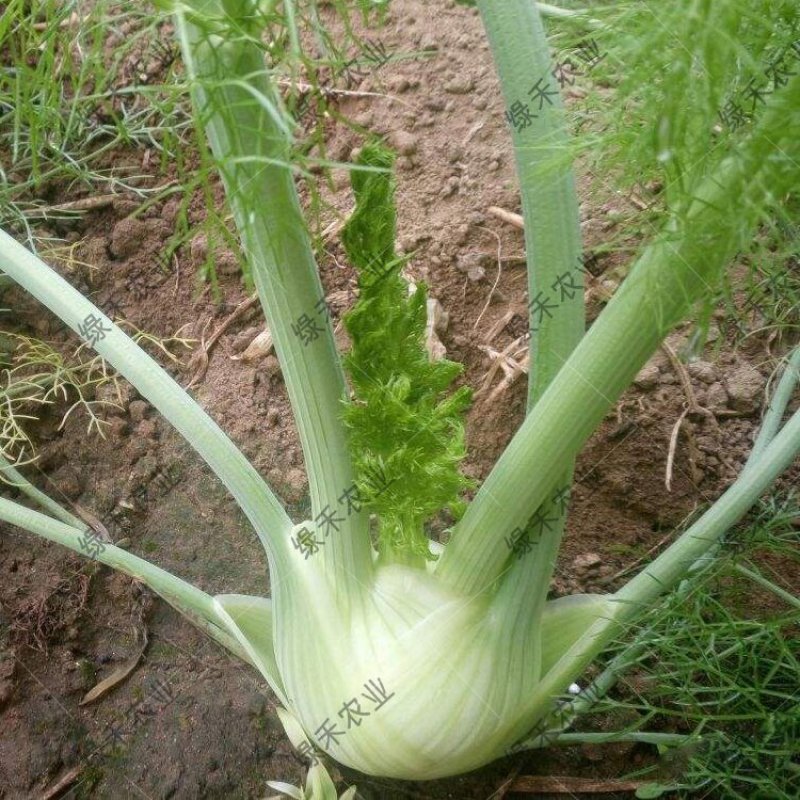 球茎茴香种子意大利茴香口感好品质露地种植