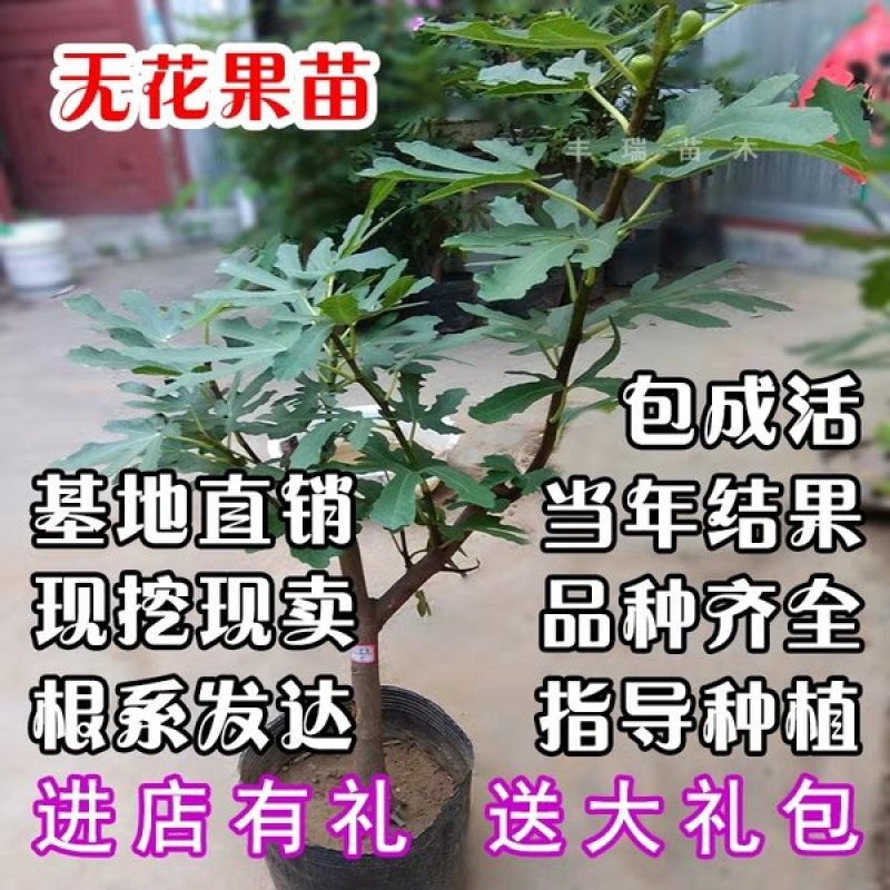 果树盆景多个品种，基地直供品质保证，售后有保障