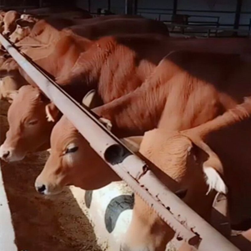肉牛多少钱一斤200-300斤