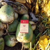里外青萝卜