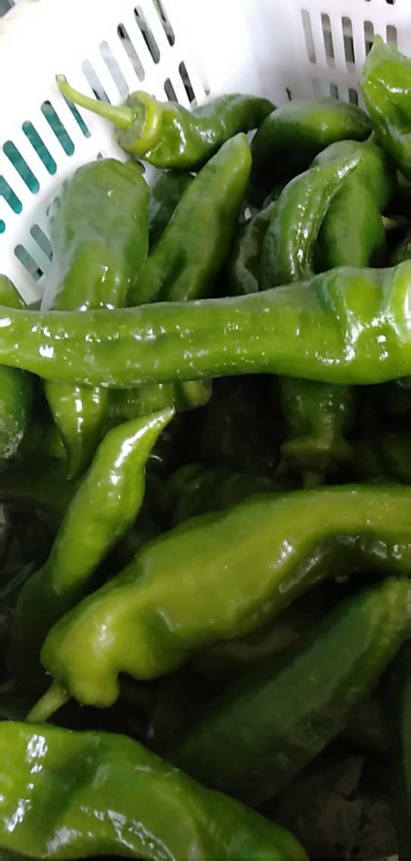 大量供应青椒