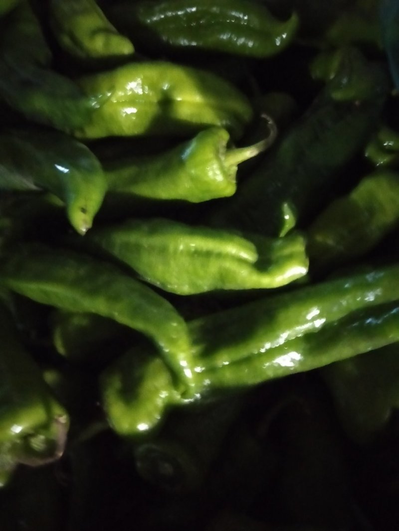 大量供应青椒