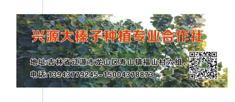 大榛子