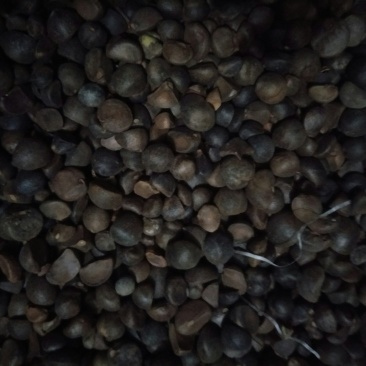 山茶籽
