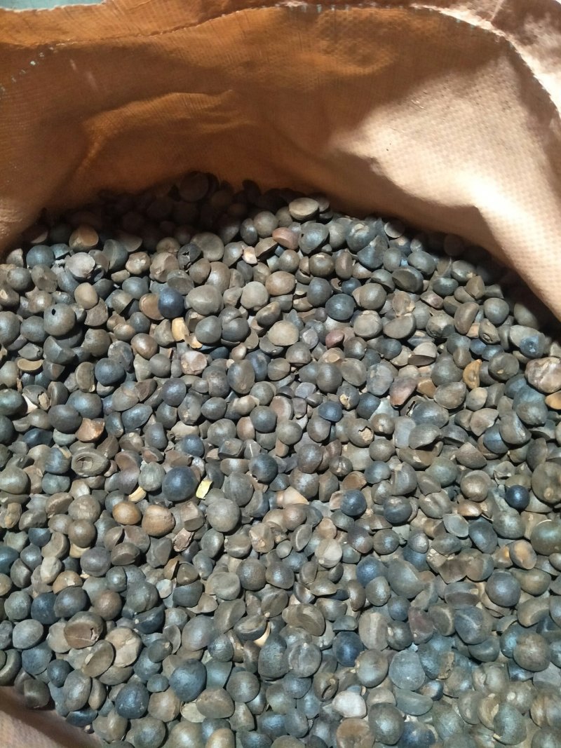 山茶籽
