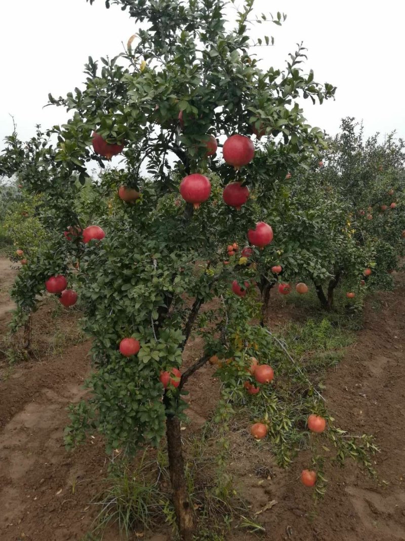 突尼斯软籽石榴树苗免费提供种植技术，石榴又大又甜又好