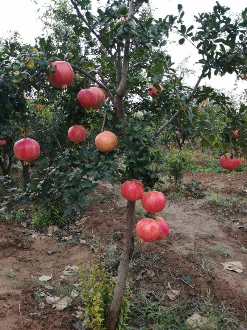 突尼斯软籽石榴树苗免费提供种植技术，石榴又大又甜又好