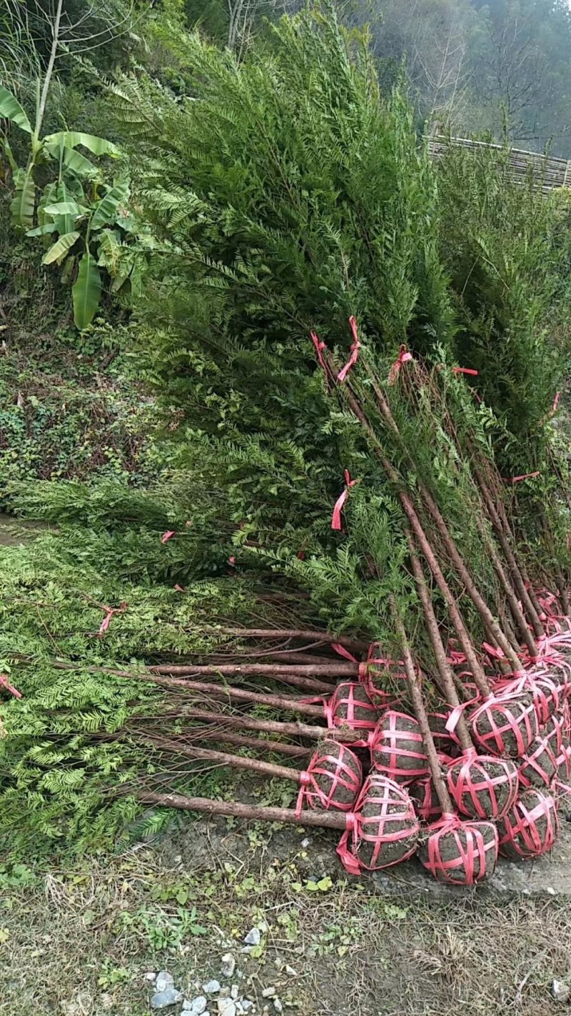苗木种苗