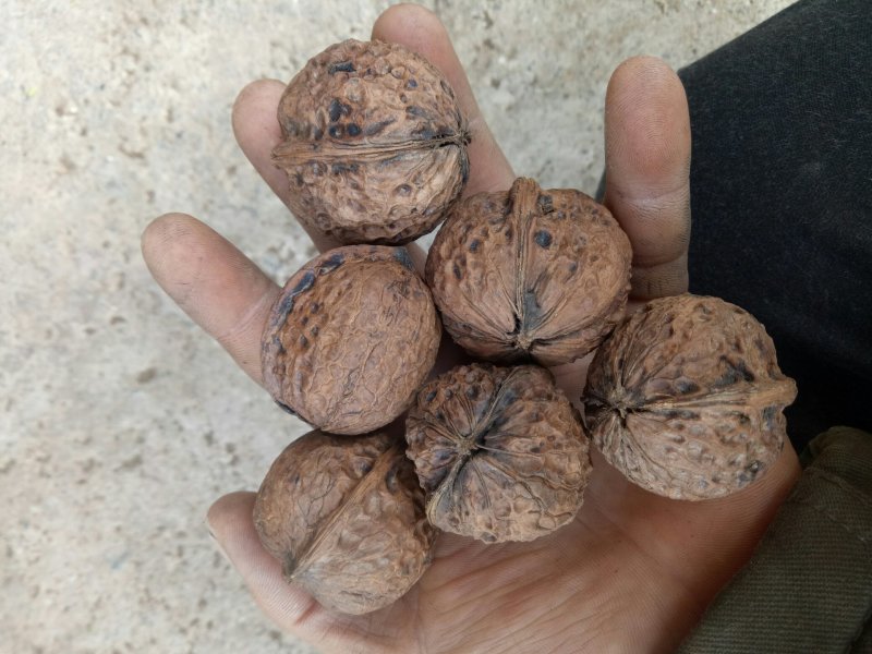 云南山核桃桃桐子果波萝果纸皮