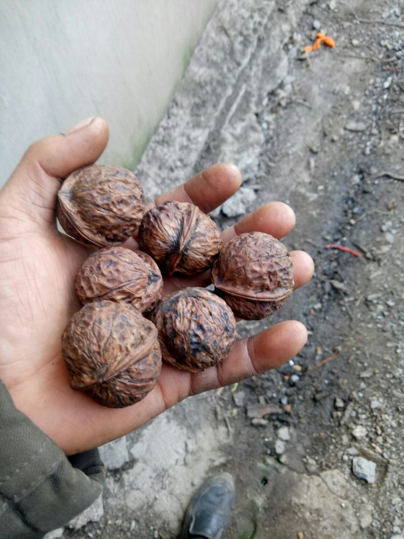 云南山核桃桃桐子果波萝果纸皮