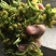 菜花干，花菜干