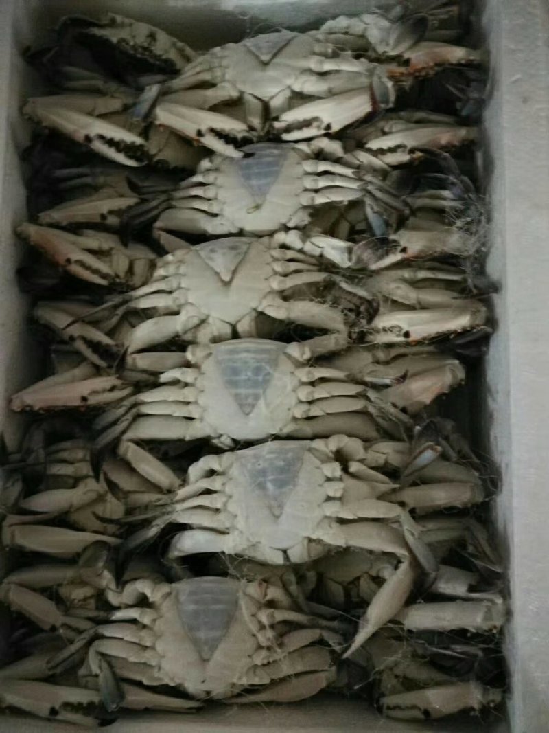 泡沫箱