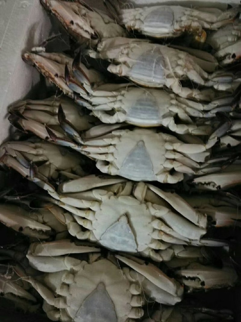 泡沫箱