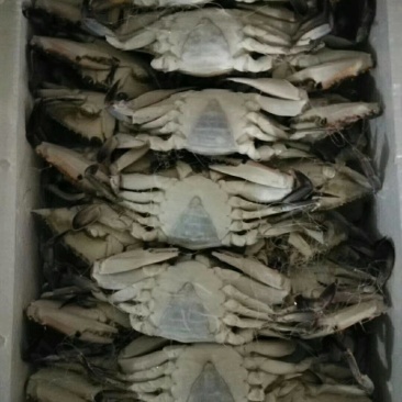 泡沫箱