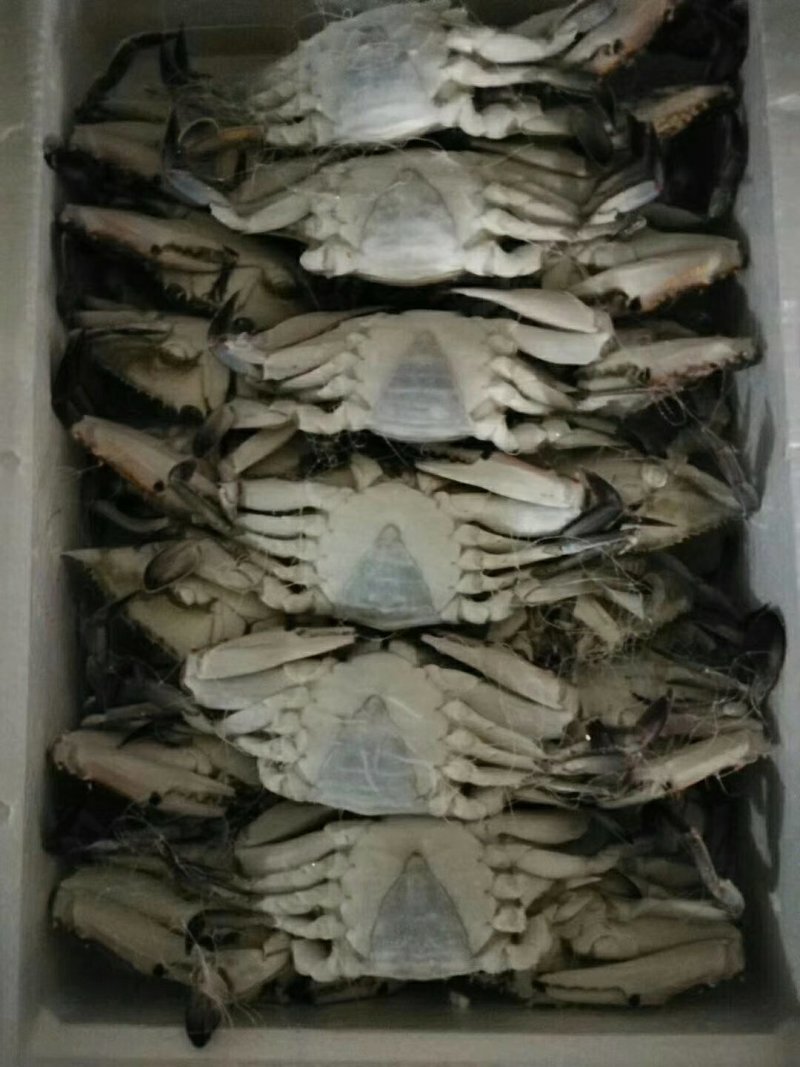 泡沫箱