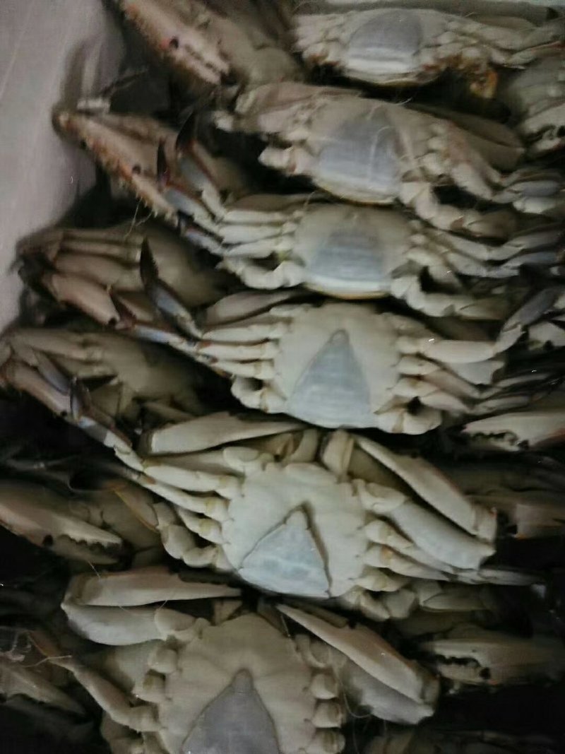 泡沫箱