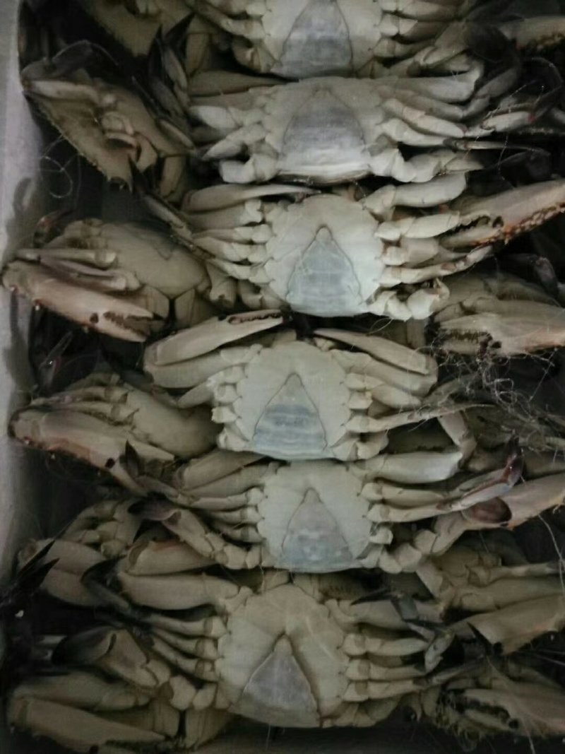 泡沫箱