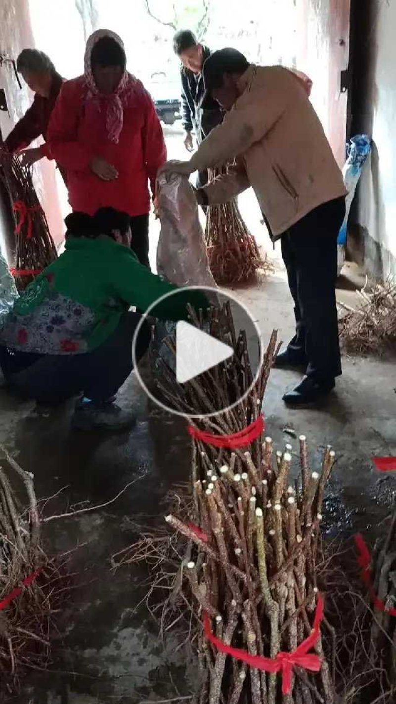 【荐】荷兰香蜜杏两年苗原产地直供品种保证包活当年结果