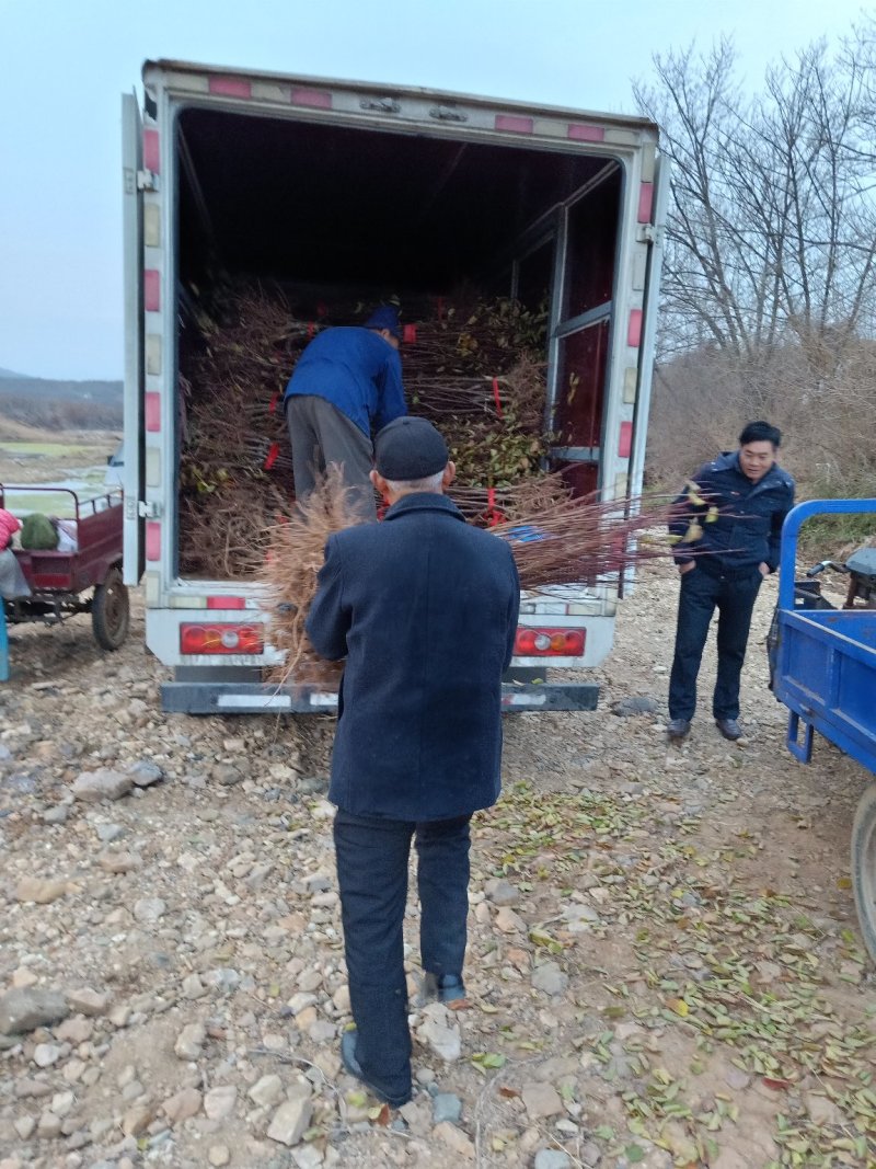 【荐】荷兰香蜜杏两年苗原产地直供品种保证包活当年结果