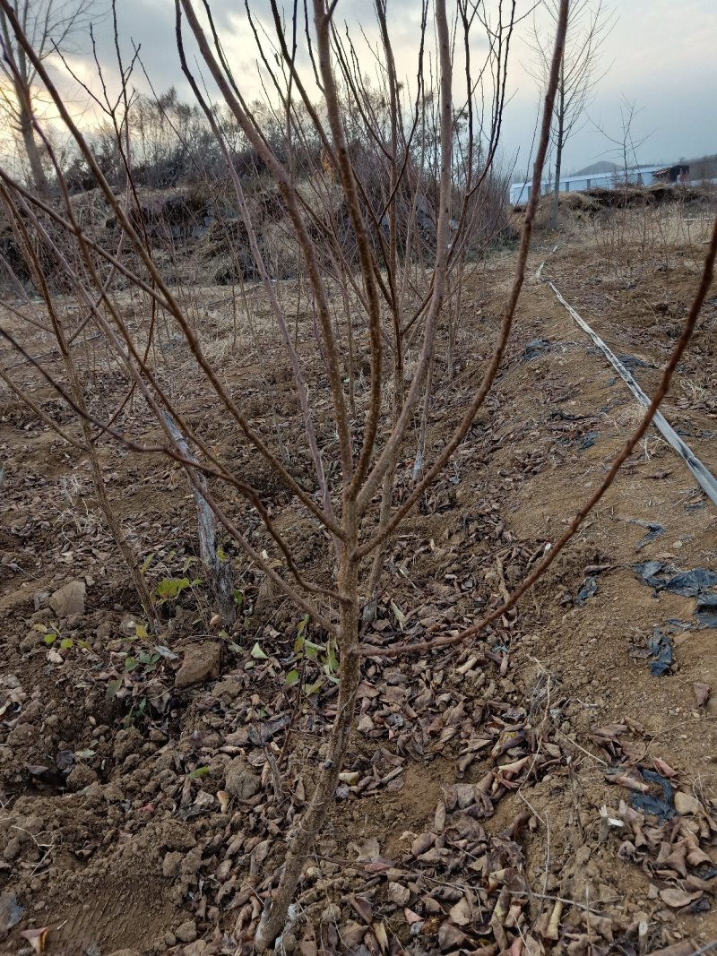 【荐】荷兰香蜜杏两年苗原产地直供品种保证包活当年结果