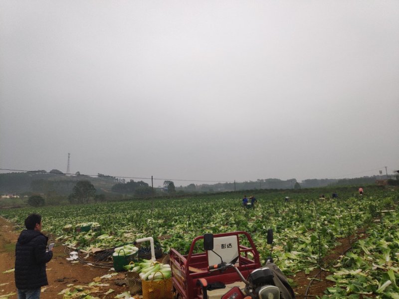 广西横县秋绿火筒菜长白菜卷筒菜火筒青