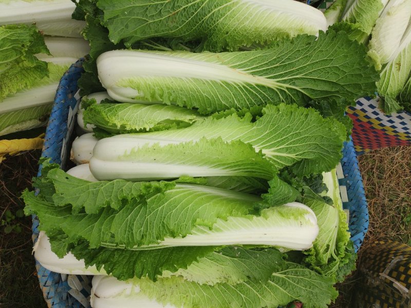 广西横县秋绿火筒菜长白菜卷筒菜火筒青
