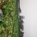 广西横县秋绿火筒菜长白菜卷筒菜火筒青